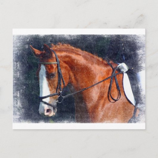Carte Postale Cheval Dressage (Devant)