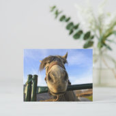 Carte Postale Cheval drôle (Debout devant)