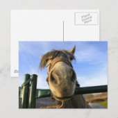 Carte Postale Cheval drôle (Devant / Derrière)