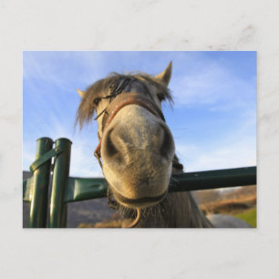 Carte Postale Cheval drôle