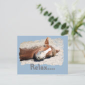 Carte Postale Cheval drôle : Relax (Debout devant)