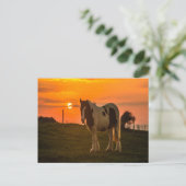 Carte Postale Cheval du coucher du soleil (Debout devant)