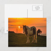 Carte Postale Cheval du coucher du soleil (Devant / Derrière)