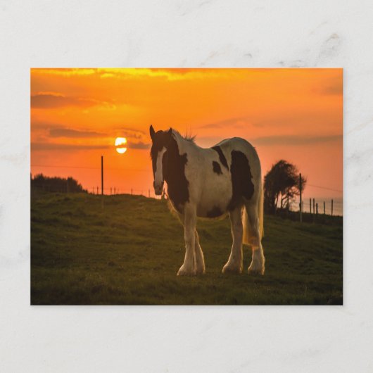 Carte Postale Cheval du coucher du soleil (Devant)