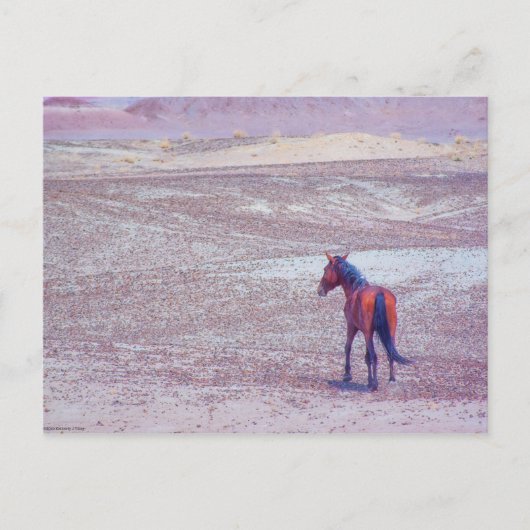 Carte Postale Cheval du désert P8640 (Devant)