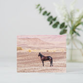 Carte Postale Cheval du désert P8664 (Debout devant)