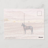 Carte Postale Cheval du désert P8664 (Dos)
