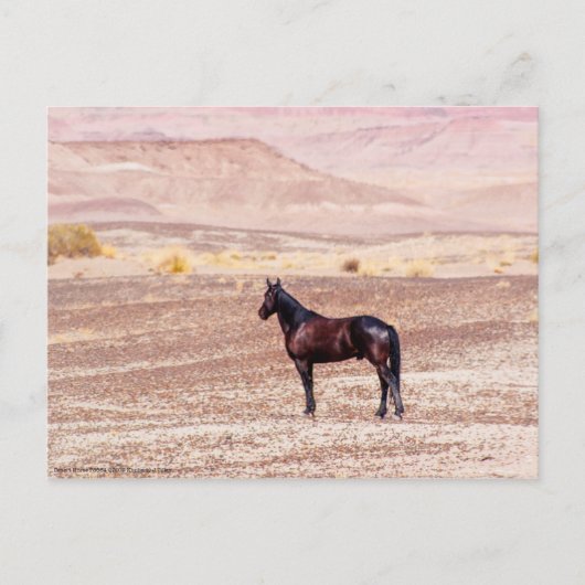 Carte Postale Cheval du désert P8664 (Devant)