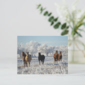Carte Postale Cheval du mouton noir (Debout devant)