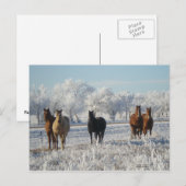 Carte Postale Cheval du mouton noir (Devant / Derrière)