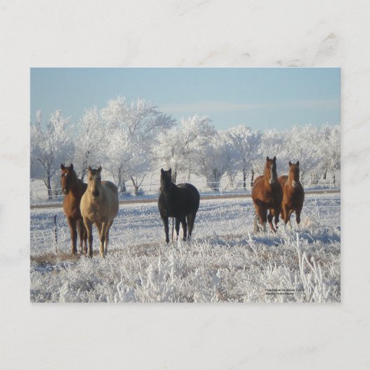 Carte Postale Cheval du mouton noir (Devant)