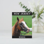 Carte Postale Cheval du New Jersey (Debout devant)