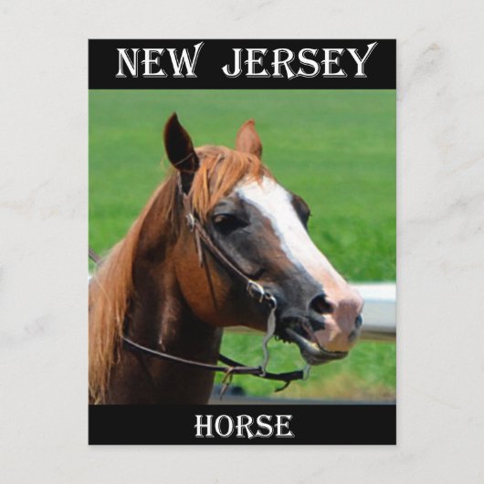 Carte Postale Cheval du New Jersey (Devant)