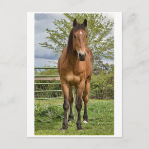 Carte Postale Cheval du quart