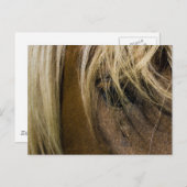 Carte Postale Cheval émotionnel (Devant / Derrière)