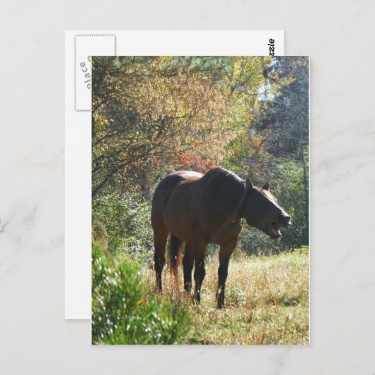 Carte Postale Cheval en automne (Devant / Derrière)