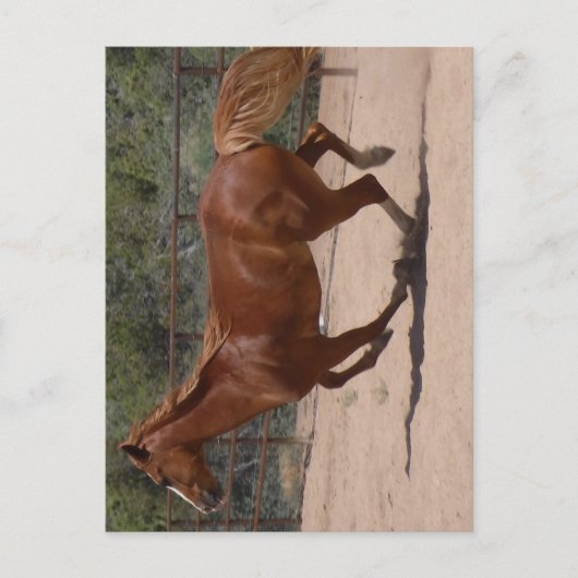 Carte Postale Cheval en course. (Devant)