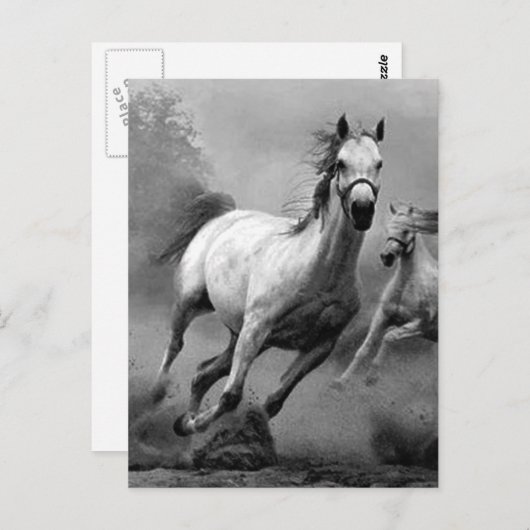 Carte Postale Cheval en course (Devant / Derrière)