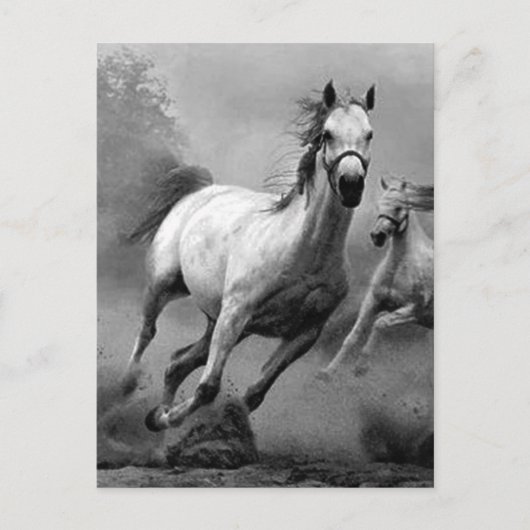 Carte Postale Cheval en course (Devant)