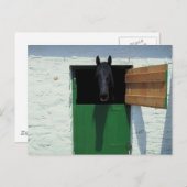 Carte Postale Cheval en écurie avec porte française (Devant / Derrière)