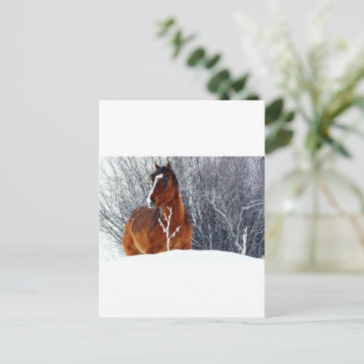 Carte Postale Cheval en Neige (Debout devant)