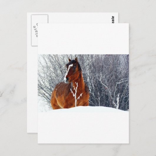 Carte Postale Cheval en Neige (Devant / Derrière)