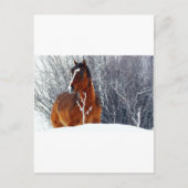 Carte Postale Cheval en Neige (Devant)