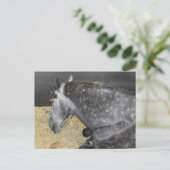 Carte Postale Cheval endormi à la foire (Debout devant)