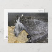 Carte Postale Cheval endormi à la foire (Devant / Derrière)