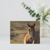 Carte Postale Cheval et arrière-plan western (Debout devant)