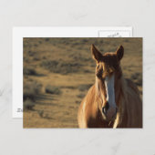 Carte Postale Cheval et arrière-plan western (Devant / Derrière)