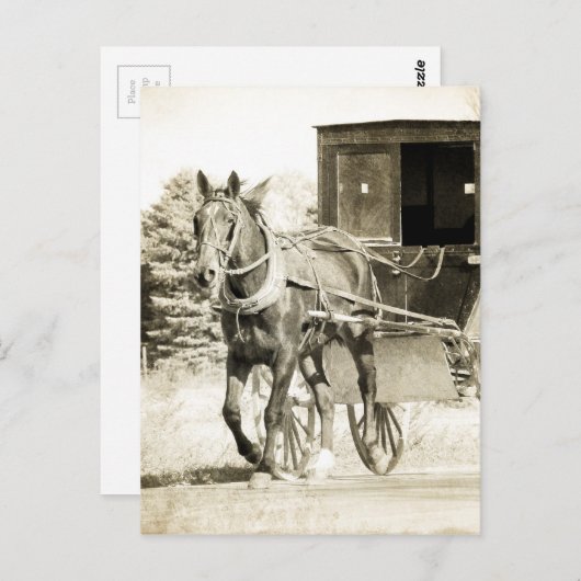 Carte Postale Cheval et Buggy Sepia (Devant / Derrière)