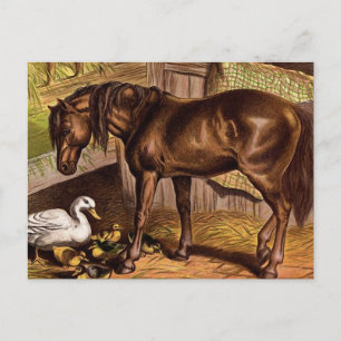 Carte Postale Cheval et canettes Illustration Vintage