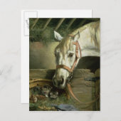 Carte Postale Cheval et chatons, 1890 (Devant / Derrière)