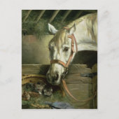 Carte Postale Cheval et chatons, 1890 (Devant)