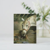 Carte Postale Cheval et chatons, 1890 (Debout devant)