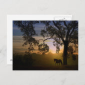 Carte postale Cheval et Chêne (Devant / Derrière)