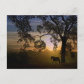 Carte postale Cheval et Chêne (Devant)