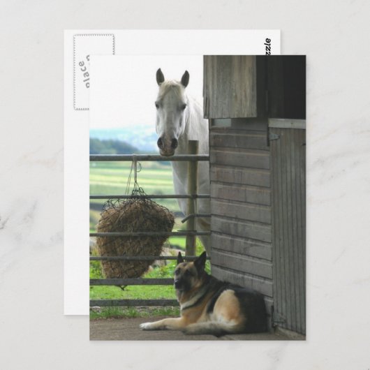 Carte Postale Cheval et chien (Devant / Derrière)