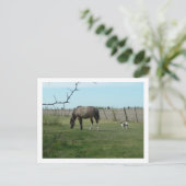 Carte Postale cheval et chien (Debout devant)