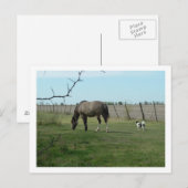 Carte Postale cheval et chien (Devant / Derrière)