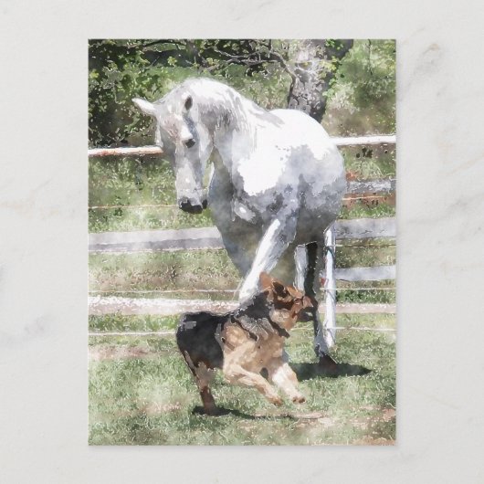 CARTE POSTALE CHEVAL ET CHIEN JOUER DE LA COULEUR D'EAU (Devant)