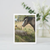 Carte Postale cheval et cochons (Debout devant)