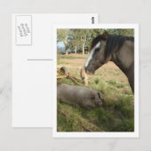 Carte Postale cheval et cochons (Devant / Derrière)