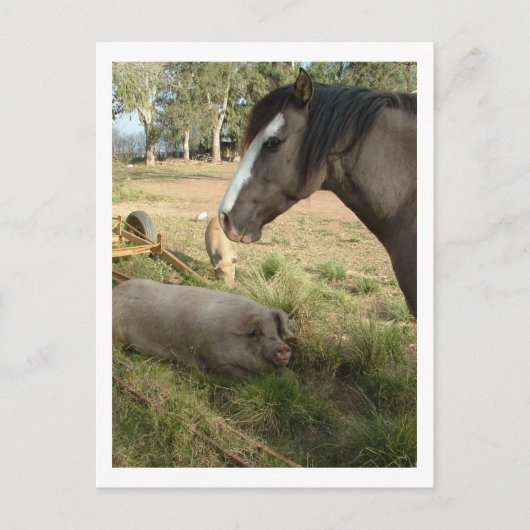 Carte Postale cheval et cochons (Devant)