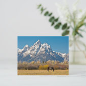 Carte Postale Cheval et Grand Tetons, Moose Head Ranch (Debout devant)