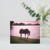 Carte Postale Cheval et lac (Debout devant)