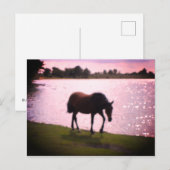 Carte Postale Cheval et lac (Devant / Derrière)
