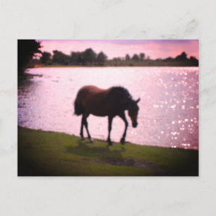 Carte Postale Cheval et lac