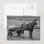 Carte Postale Cheval et Panier (Devant / Derrière)